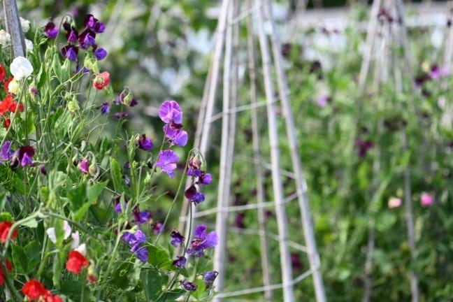 sweet peas growing in garden with bamboo teepees 