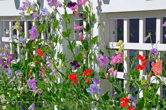 sweet peas growing next to a house and up a white timber trellis