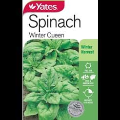 Spinach Winter Queen