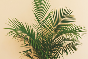 Kentia palms (Howea forsteriana)
