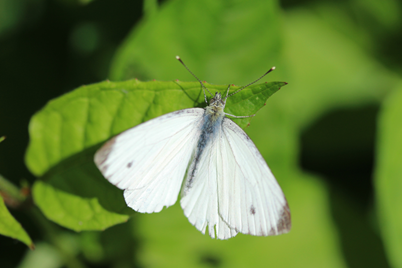 Cabbage moth cabbage butterfly
