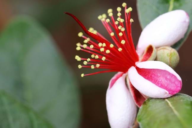Close up of Feijoa flower