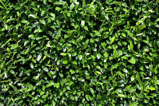 Green Foliage Hedge