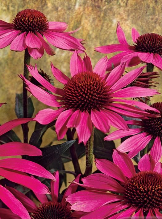 Echinacea Garden Seeds Yates Australia