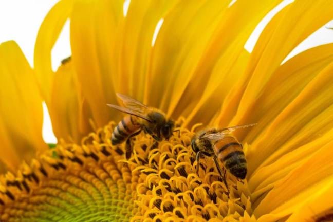 Bees collecting pollen from a Sunflower